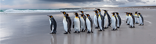 Wildlife and Natural Environment Falkand Islands